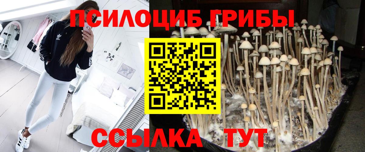 Псилоцибиновые грибы GOLDEN TEACHER  Галлюциногенные грибы Psilocybine cubensis  Вход с VPN  Амурск 
